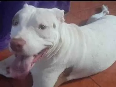 Cachorro ra a Pit-Bull idade 2 anos nome Rek