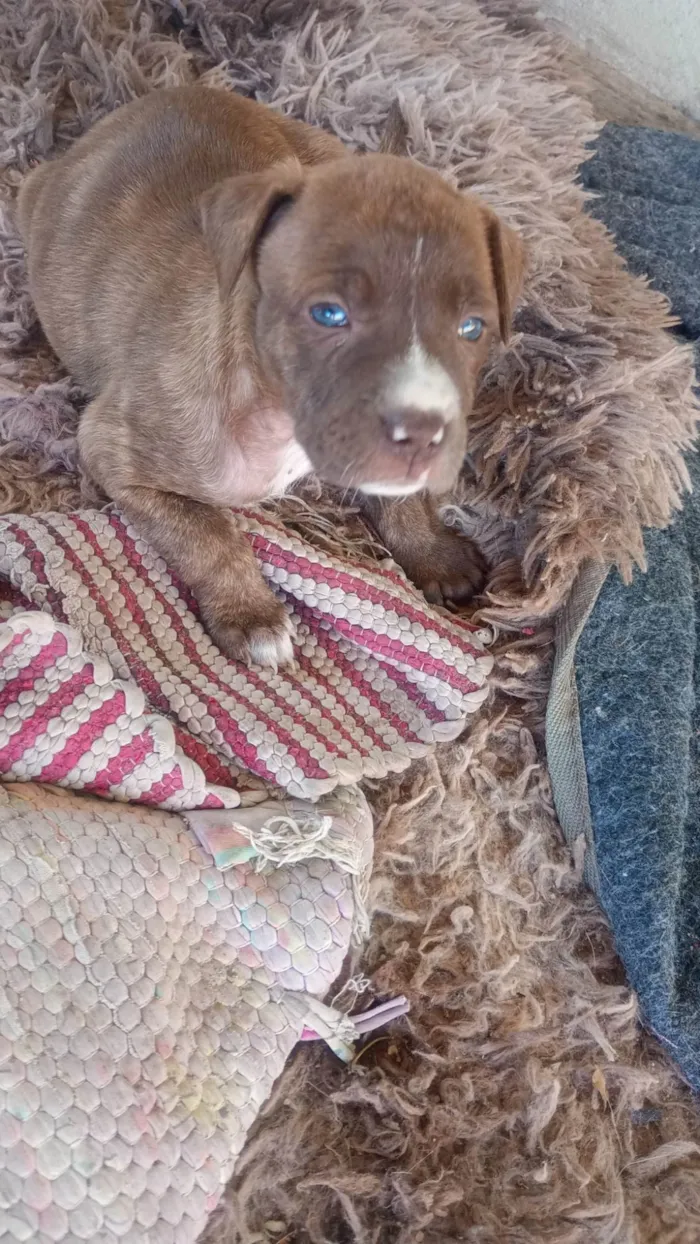 Cachorro ra a SRD-ViraLata idade Abaixo de 2 meses nome Ruiva