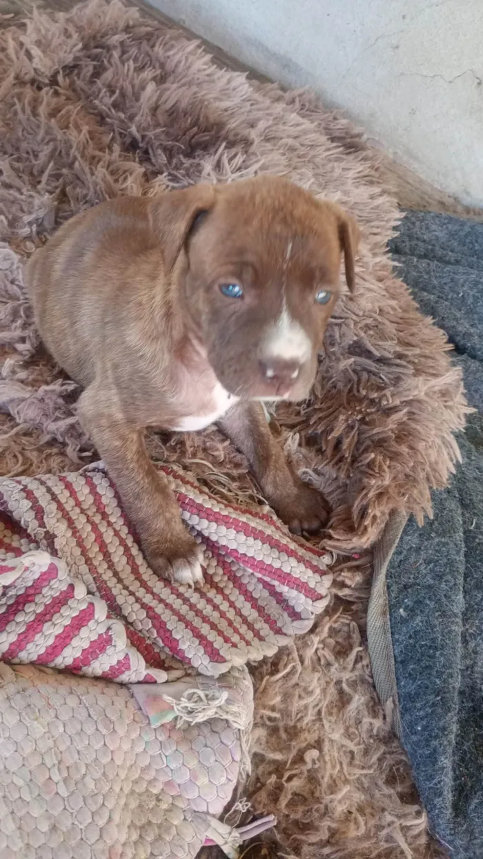 Cachorro ra a SRD-ViraLata idade Abaixo de 2 meses nome Ruiva