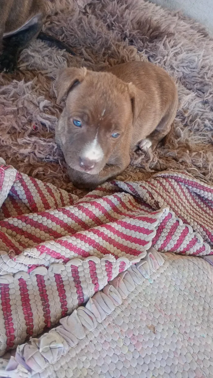 Cachorro ra a SRD-ViraLata idade Abaixo de 2 meses nome Ruiva