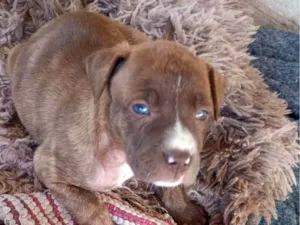 Cachorro ra a SRD-ViraLata idade Abaixo de 2 meses nome Ruiva