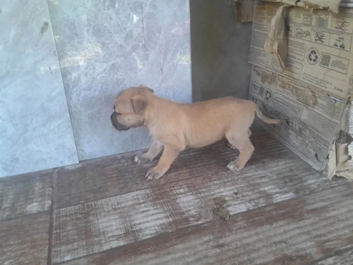 Cachorro ra a SRD-ViraLata idade Abaixo de 2 meses nome Falabela