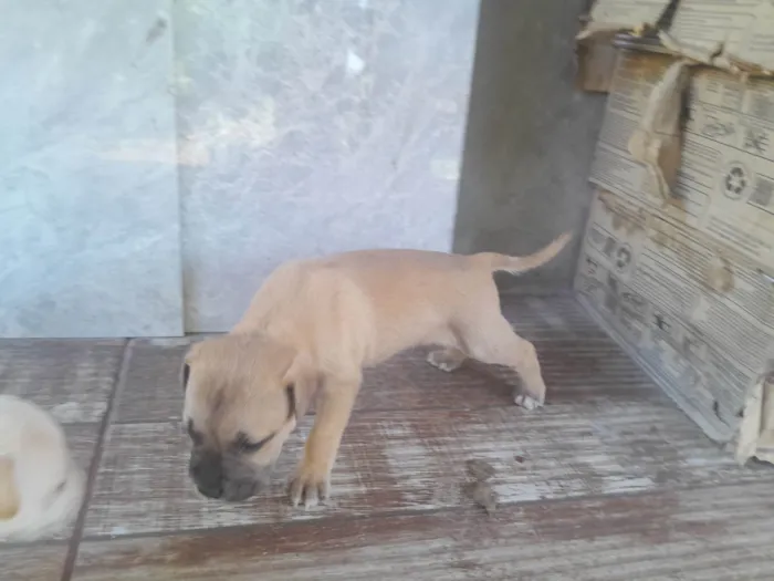 Cachorro ra a SRD-ViraLata idade Abaixo de 2 meses nome Falabela