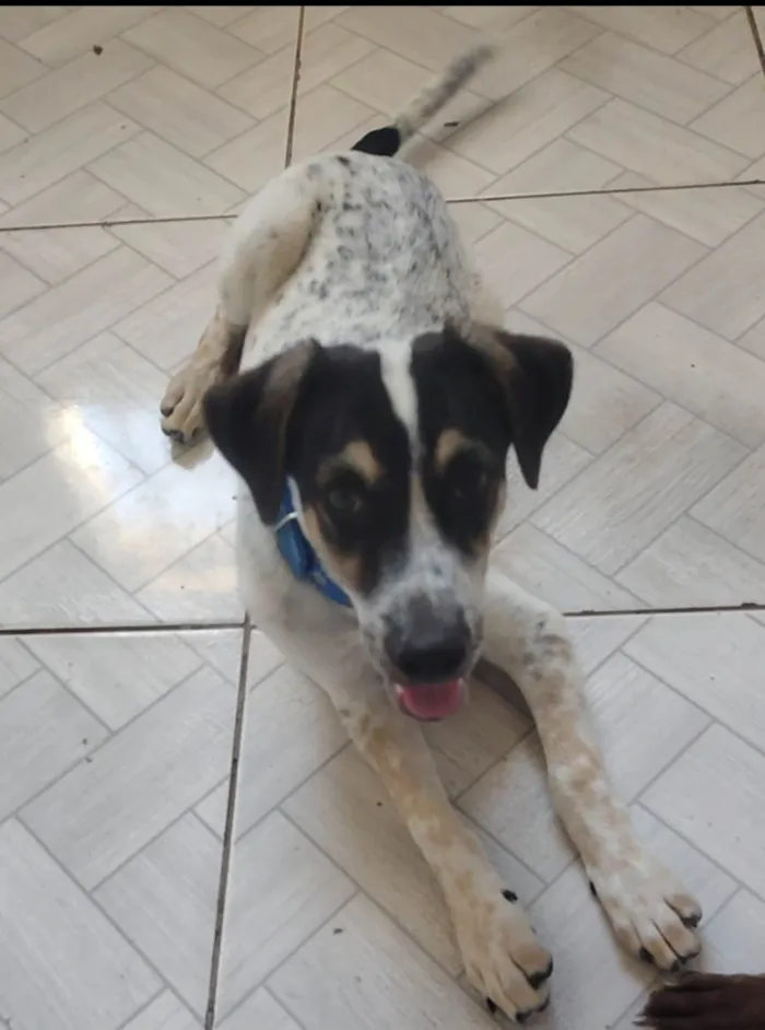 Cachorro ra a SRD-ViraLata idade 2 a 6 meses nome Dudu