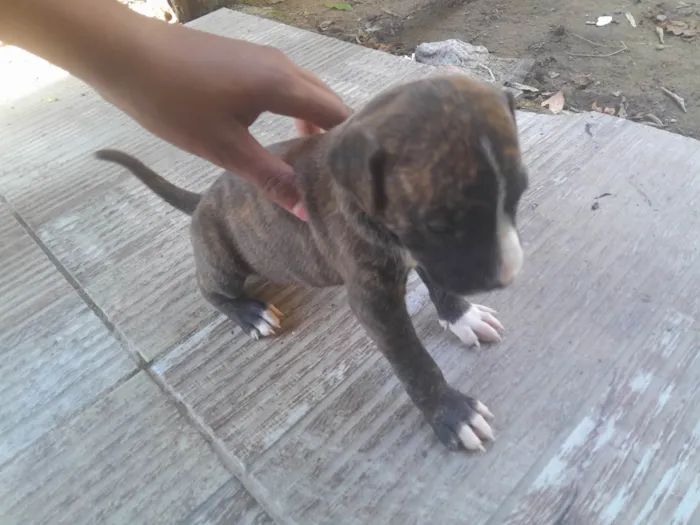 Cachorro ra a SRD-ViraLata idade Abaixo de 2 meses nome Noes