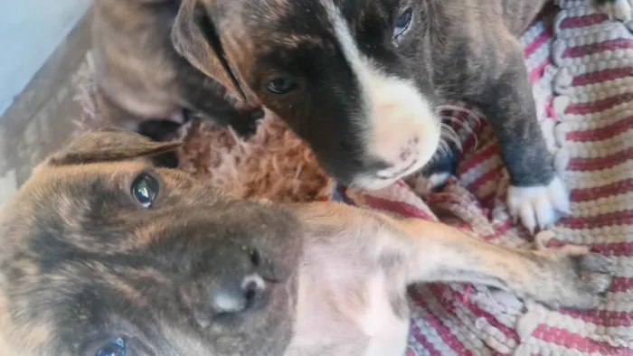 Cachorro ra a SRD-ViraLata idade Abaixo de 2 meses nome Noes