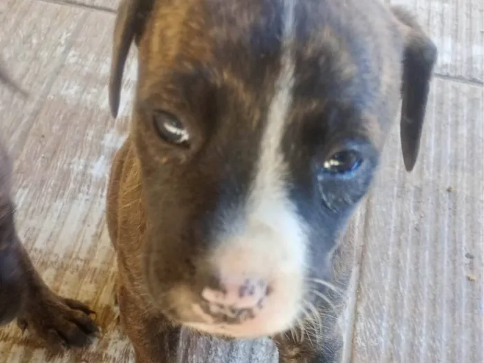 Cachorro ra a SRD-ViraLata idade Abaixo de 2 meses nome Noes