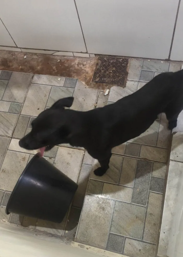 Cachorro ra a SRD-ViraLata idade 1 ano nome Denielson Araújo 