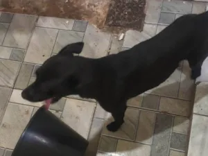 Cachorro raça SRD-ViraLata idade 1 ano nome Denielson Araújo 