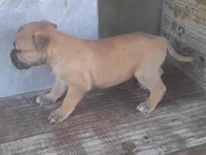 Cachorro raça SRD-ViraLata idade Abaixo de 2 meses nome Falabela