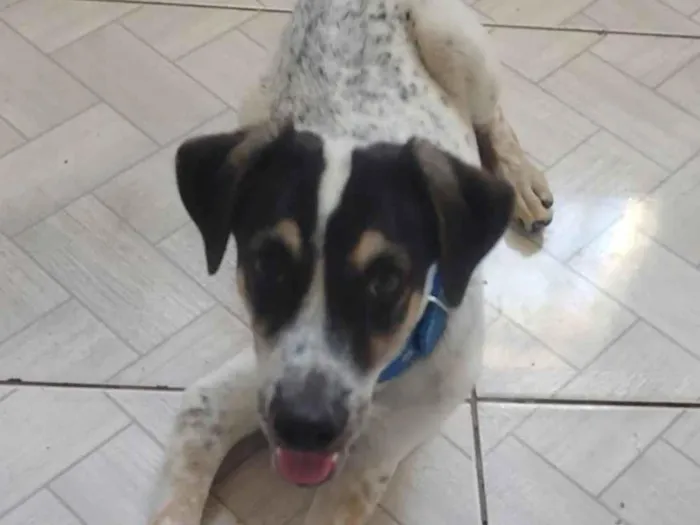 Cachorro ra a SRD-ViraLata idade 2 a 6 meses nome Dudu