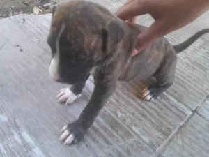 Cachorro ra a SRD-ViraLata idade Abaixo de 2 meses nome Noes