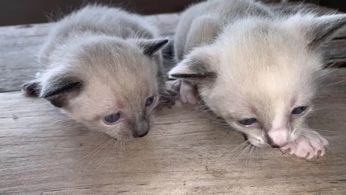 Gato ra a SRD-ViraLata idade Abaixo de 2 meses nome gatinho 