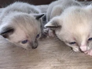 Gato raça SRD-ViraLata idade Abaixo de 2 meses nome gatinho 