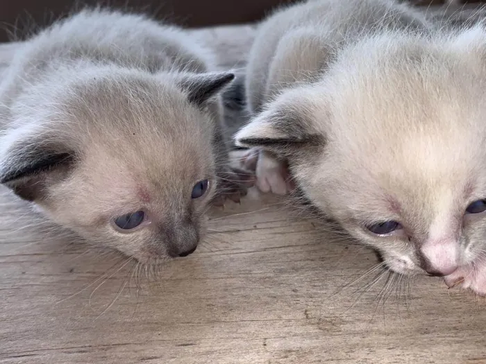 Gato ra a SRD-ViraLata idade Abaixo de 2 meses nome gatinho 