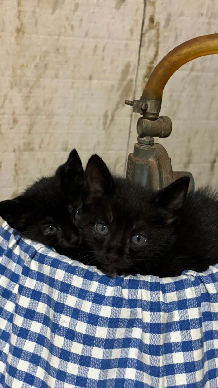 Gato ra a SRD-ViraLata idade Abaixo de 2 meses nome gatinho