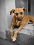 Cachorro ra a SRD-ViraLata idade 2 anos nome Nego