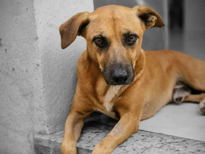 Cachorro raça SRD-ViraLata idade 2 anos nome Nego