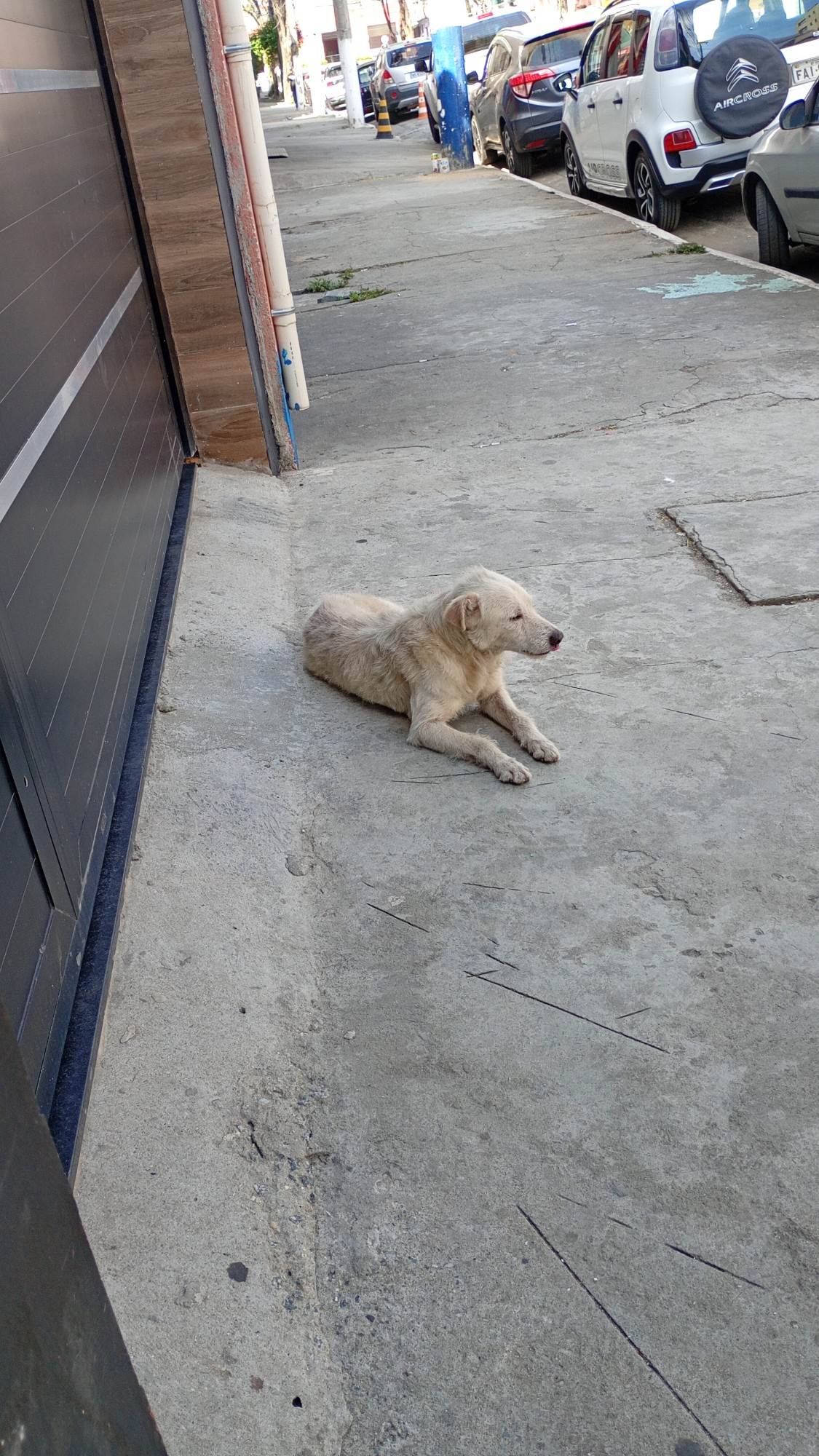 Cachorro raça SRD-ViraLata idade 5 anos nome Alemao