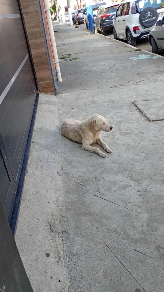 Cachorro ra a SRD-ViraLata idade 5 anos nome Alemao