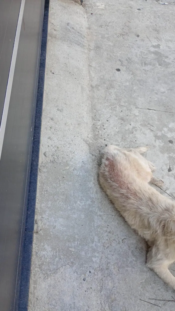 Cachorro ra a SRD-ViraLata idade 5 anos nome Alemao