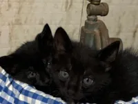 Gato raça SRD-ViraLata idade Abaixo de 2 meses nome gatinho