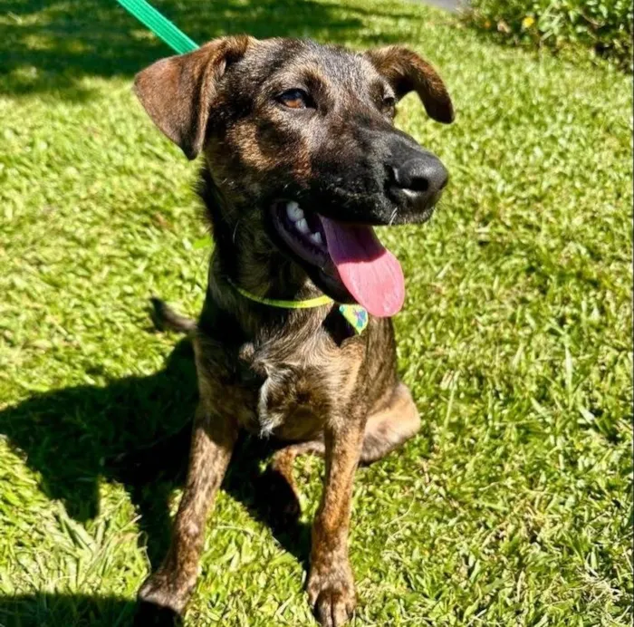 Cachorro ra a SRD-ViraLata idade 2 anos nome Toddy