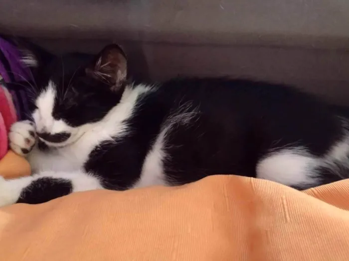 Gato ra a SRD-ViraLata idade 2 a 6 meses nome Luna