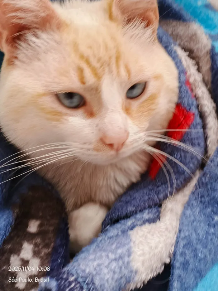 Gato ra a Siamês idade 1 ano nome Nike