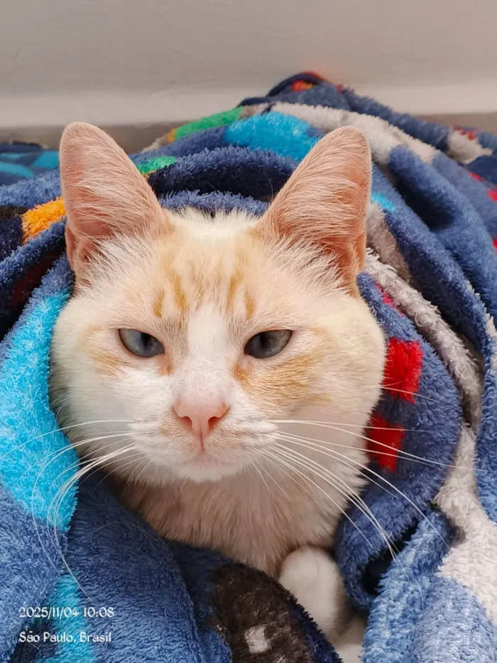 Gato ra a Siamês idade 1 ano nome Nike