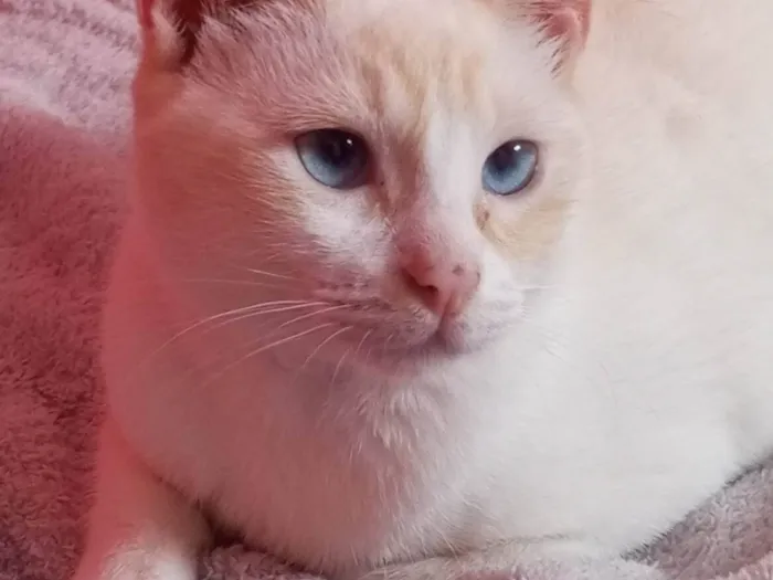 Gato ra a Siamês idade 1 ano nome Nike