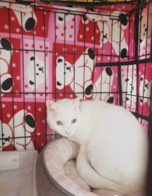 Gato ra a SRD-ViraLata idade 6 ou mais anos nome Maizena