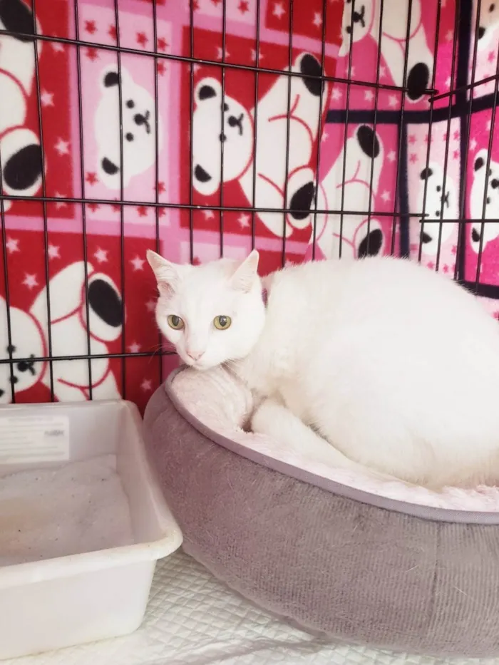 Gato ra a SRD-ViraLata idade 6 ou mais anos nome Maizena