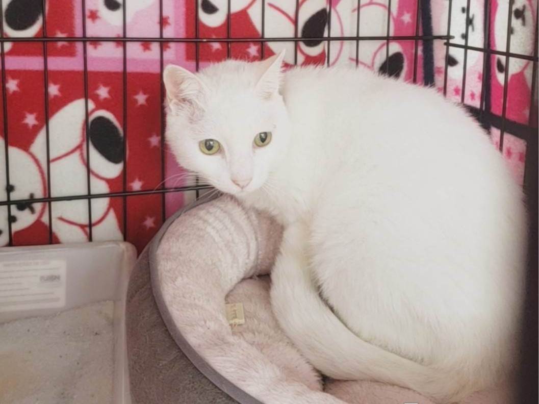 Gato raça SRD-ViraLata idade 6 ou mais anos nome Maizena