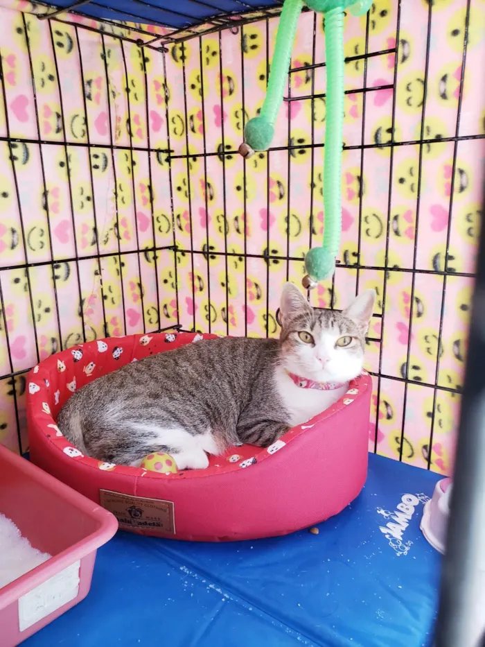 Gato ra a SRD-ViraLata idade 1 ano nome Romana