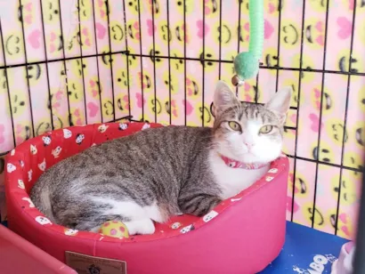 Gato raça SRD-ViraLata idade 1 ano nome Romana