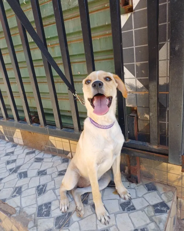 Cachorro ra a SRD-ViraLata idade 2 a 6 meses nome Sol