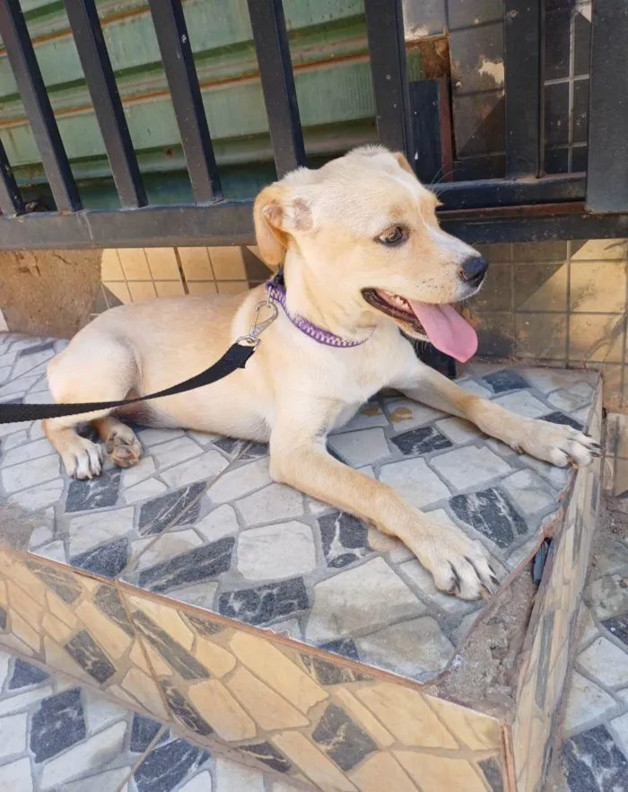 Cachorro ra a SRD-ViraLata idade 2 a 6 meses nome Sol