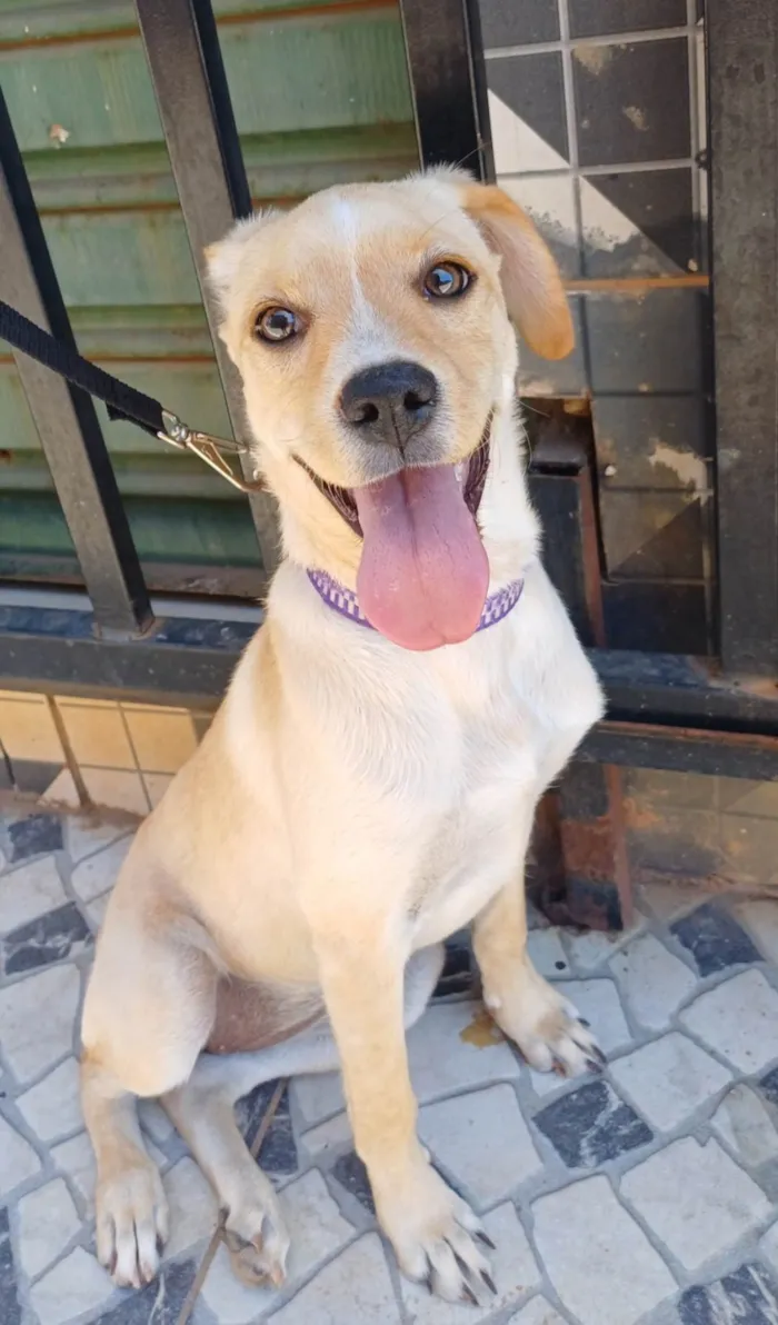 Cachorro ra a SRD-ViraLata idade 2 a 6 meses nome Sol