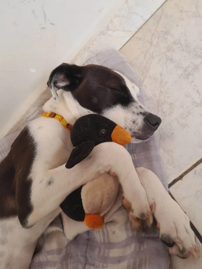 Cachorro ra a SRD-ViraLata idade 2 a 6 meses nome Charlie e Lola
