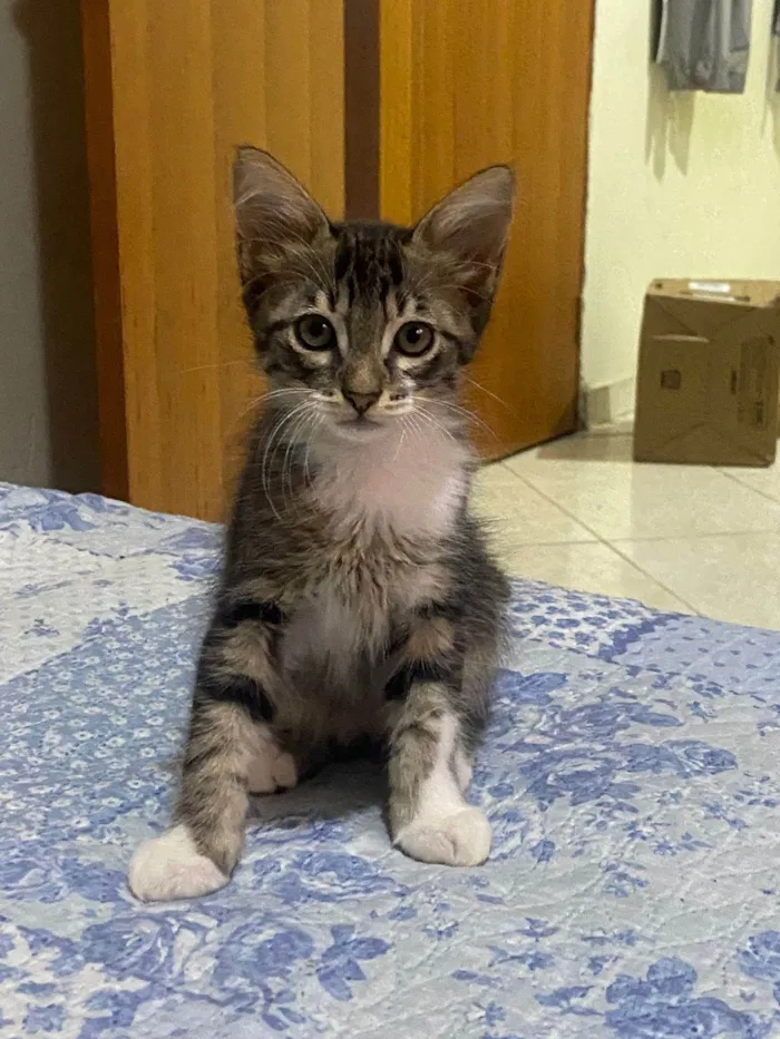 Gato ra a SRD-ViraLata idade 2 a 6 meses nome Sem nome