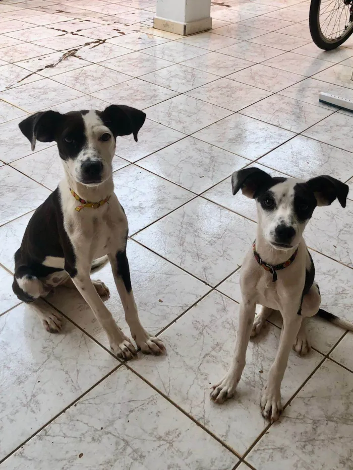 Cachorro ra a SRD-ViraLata idade 2 a 6 meses nome Charlie e Lola