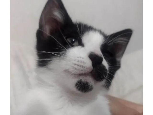 Gato raça SRD-ViraLata idade Abaixo de 2 meses nome Sandy