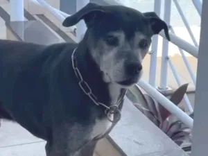 Cachorro raça SRD-ViraLata idade 6 ou mais anos nome Bono