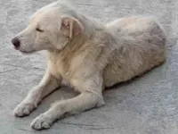 Cachorro raça SRD-ViraLata idade 5 anos nome Alemao