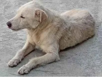 Cachorro raça SRD-ViraLata idade 5 anos nome Alemao