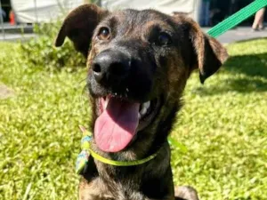 Cachorro raça SRD-ViraLata idade 2 anos nome Toddy