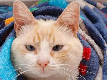 Gato raça Siamês idade 1 ano nome Nike