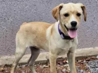 Cachorro raça SRD-ViraLata idade 2 a 6 meses nome Sol