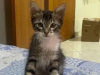 Gato raça SRD-ViraLata idade 2 a 6 meses nome Sem nome